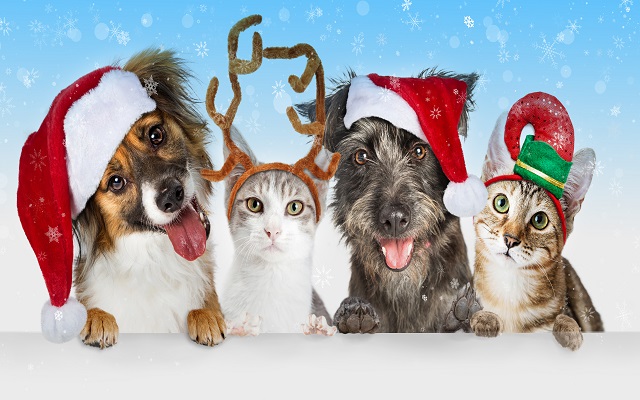 <h1 class="tribe-events-single-event-title">Holiday Pet Photos!🐕🎅🐱📸🎄</h1>